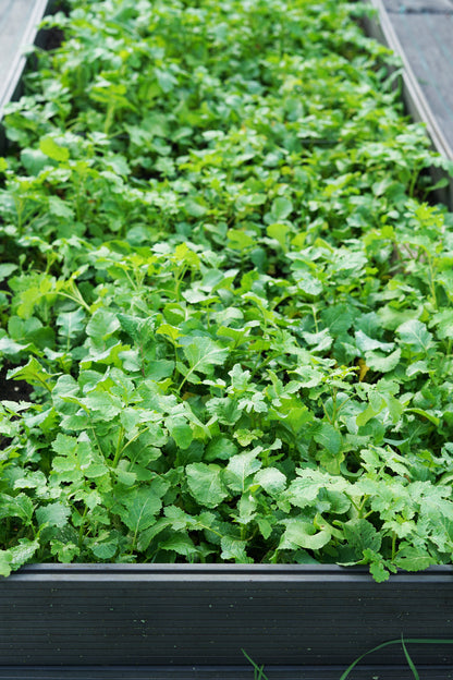 Green Manure White Mustard Seeds