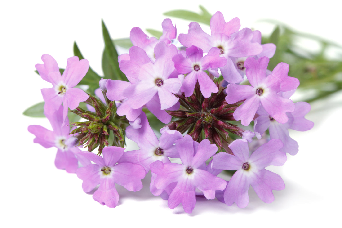 Verbena bonariensis Seeds