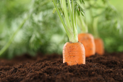 Carrot Sweet Candle F1 Seeds - Premium Show Variety
