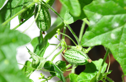 Cucamelon Seeds – Mexican Sour Gherkin