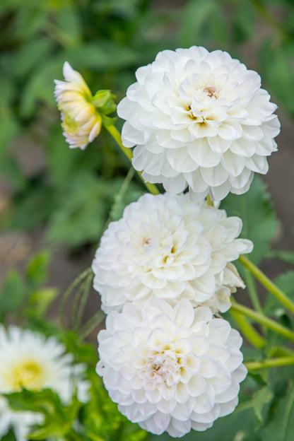Dahlia Pompone Double Mixed Seeds