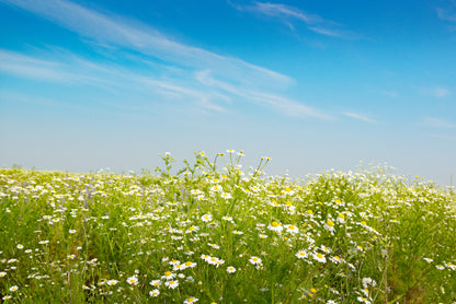 Chamomile Lawn Seeds - Roman Chamomile - Ground Cover Herb