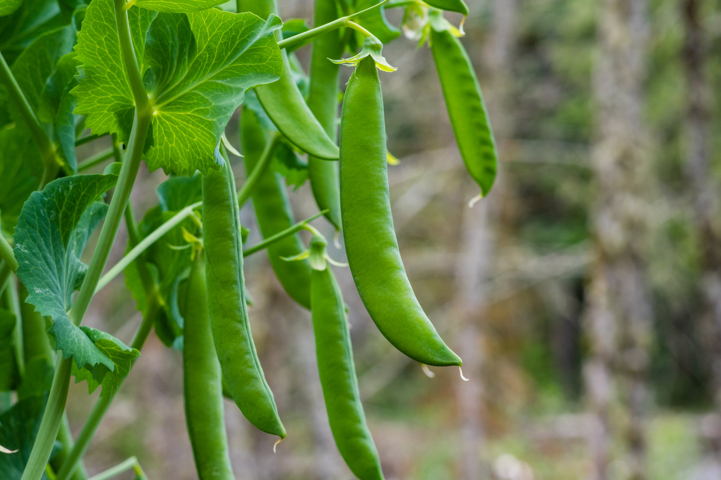 Pea Lincoln Seeds
