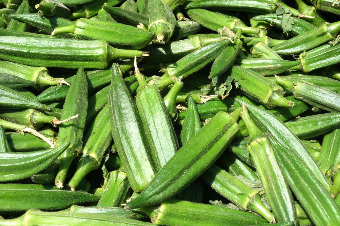 Kings Seeds Okra Clemsons Spineless 50 Seeds