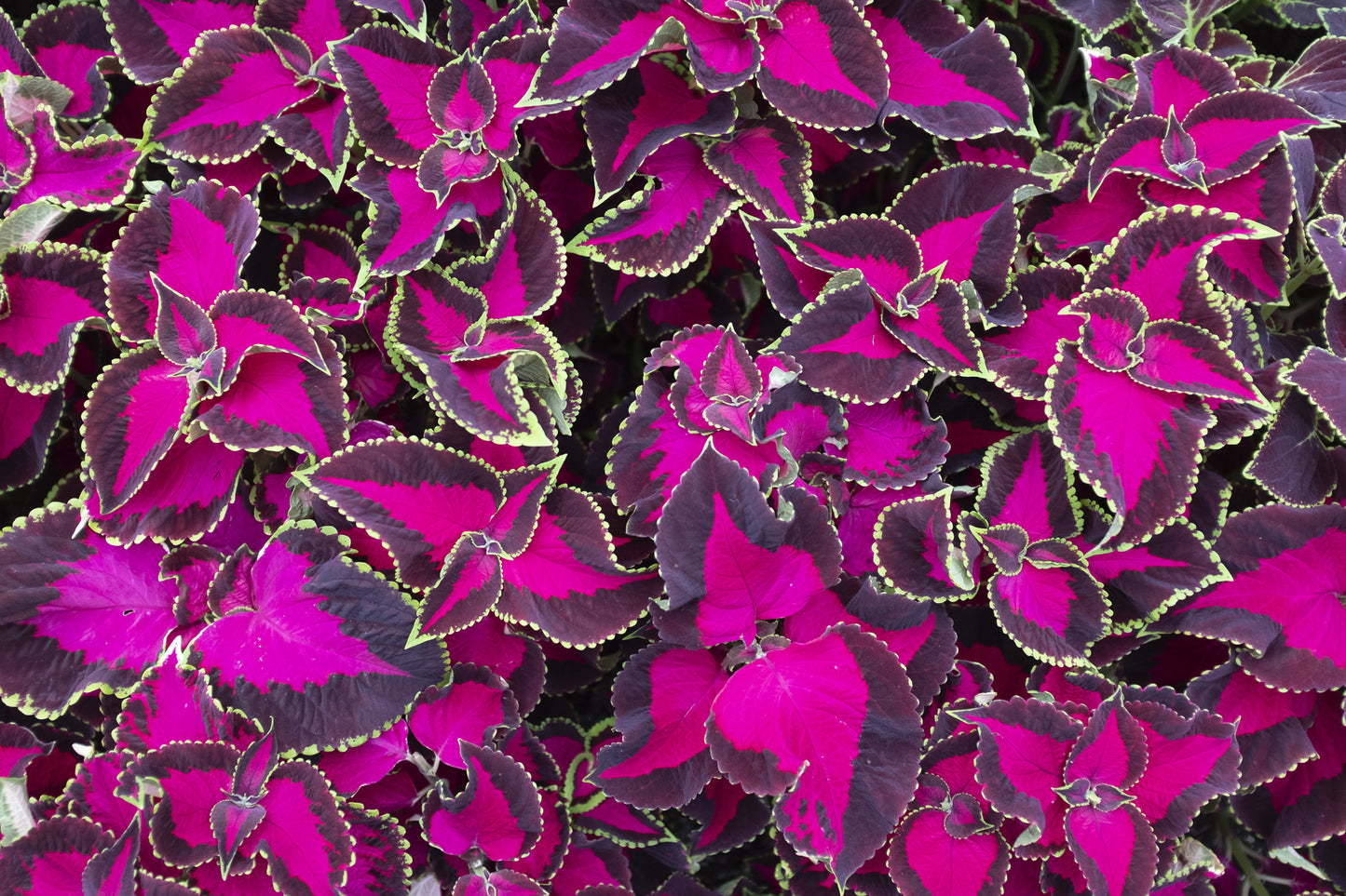 Coleus Chocolate Covered Cherry Seeds – Decorative Foliage (Pelleted)