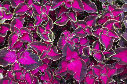 Coleus Chocolate Covered Cherry Seeds – Decorative Foliage (Pelleted)