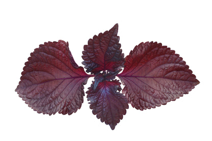 Perilla Shiso Red Seeds