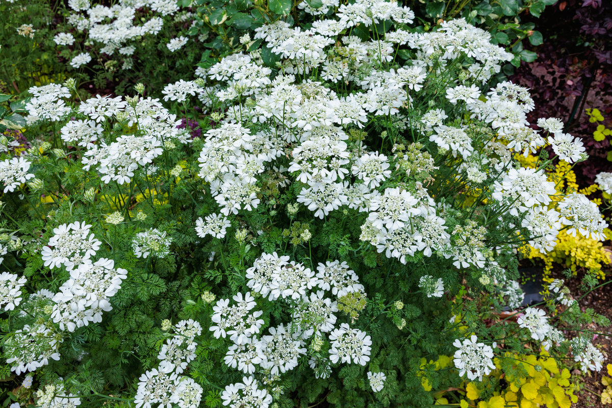 Orlaya grandiflora Seeds