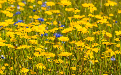 Cornfield Annual Wildflower Mix Seeds