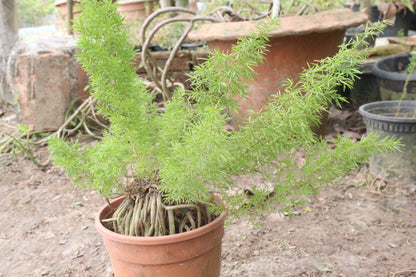 Common Dill Seeds – Anethum graveolens