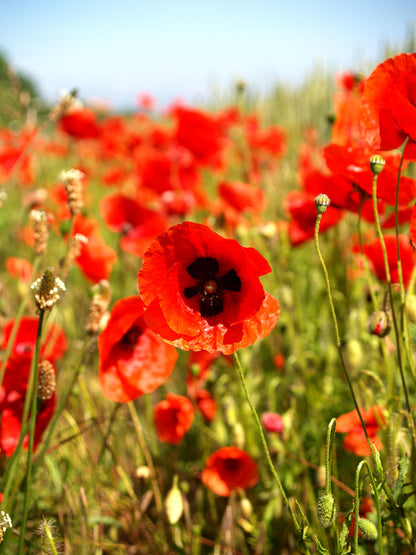 Red Field (Flanders) Poppy Seeds