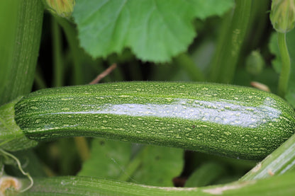 Courgette Defender F1 Seeds