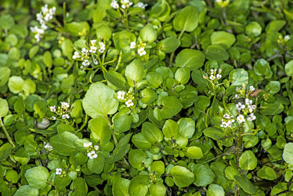 Salad Watercress Nasturtium Officinale Seeds