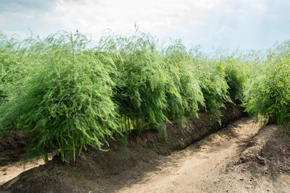 Asparagus Mary Washington Seeds | Heirloom Variety with Thick, Flavourful Spears
