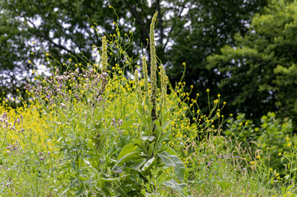 Greater Mullein Verbascum thapsus Seeds