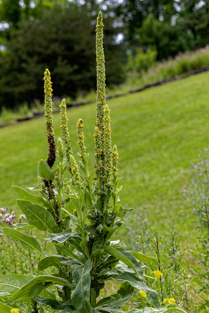 Greater Mullein Verbascum thapsus Seeds