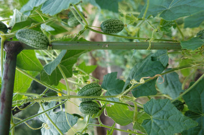 Cucamelon Seeds – Mexican Sour Gherkin