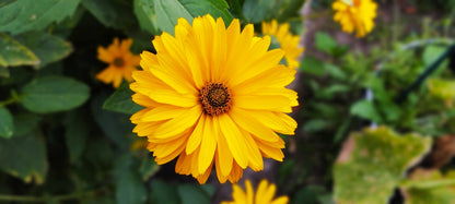 Calendula Officinalis Nova Seeds – Pot Marigold