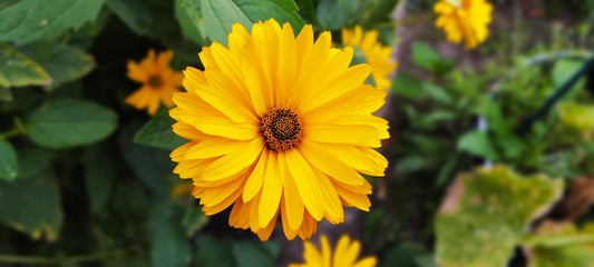 Calendula Officinalis Nova Seeds – Pot Marigold