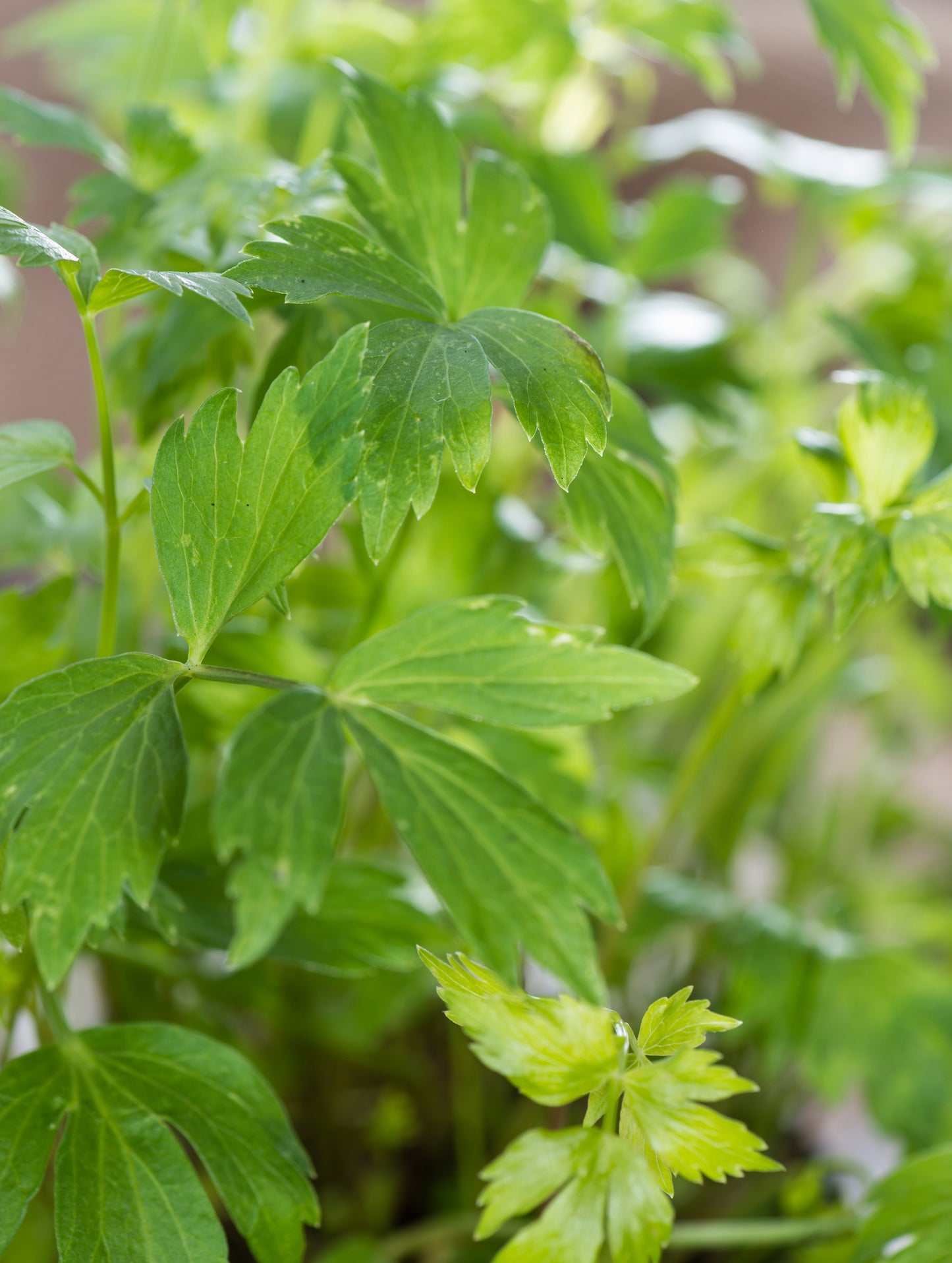 Lovage Seeds – Perennial Celery Flavoured Herb