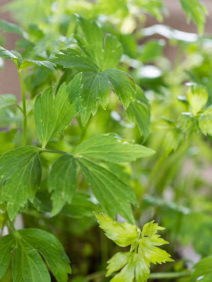 Lovage Seeds – Perennial Celery Flavoured Herb