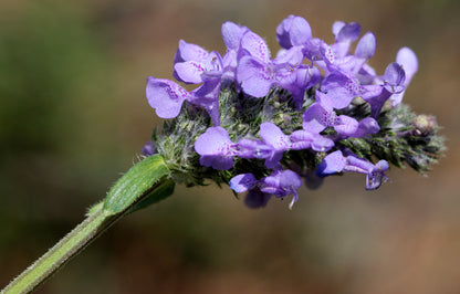 Catmint Nepeta cataria Seeds – Catnip Herb