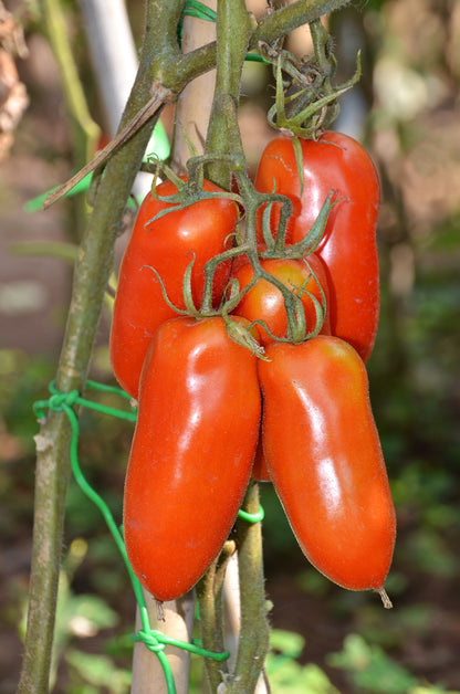 Tomato San Marzano Seeds