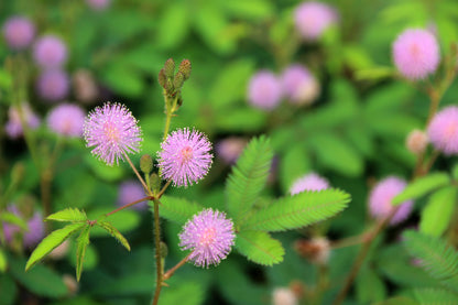 Mimosa pudica - Sensitive Plant Seeds