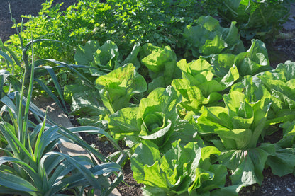 Lettuce Winter Density Seeds