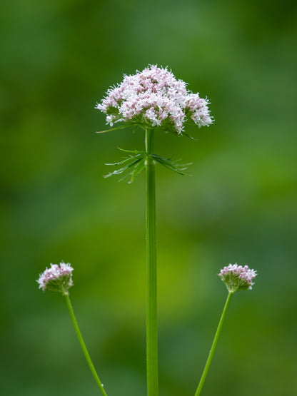 Wild Flower Common Valerian – Valeriana officinalis Seeds