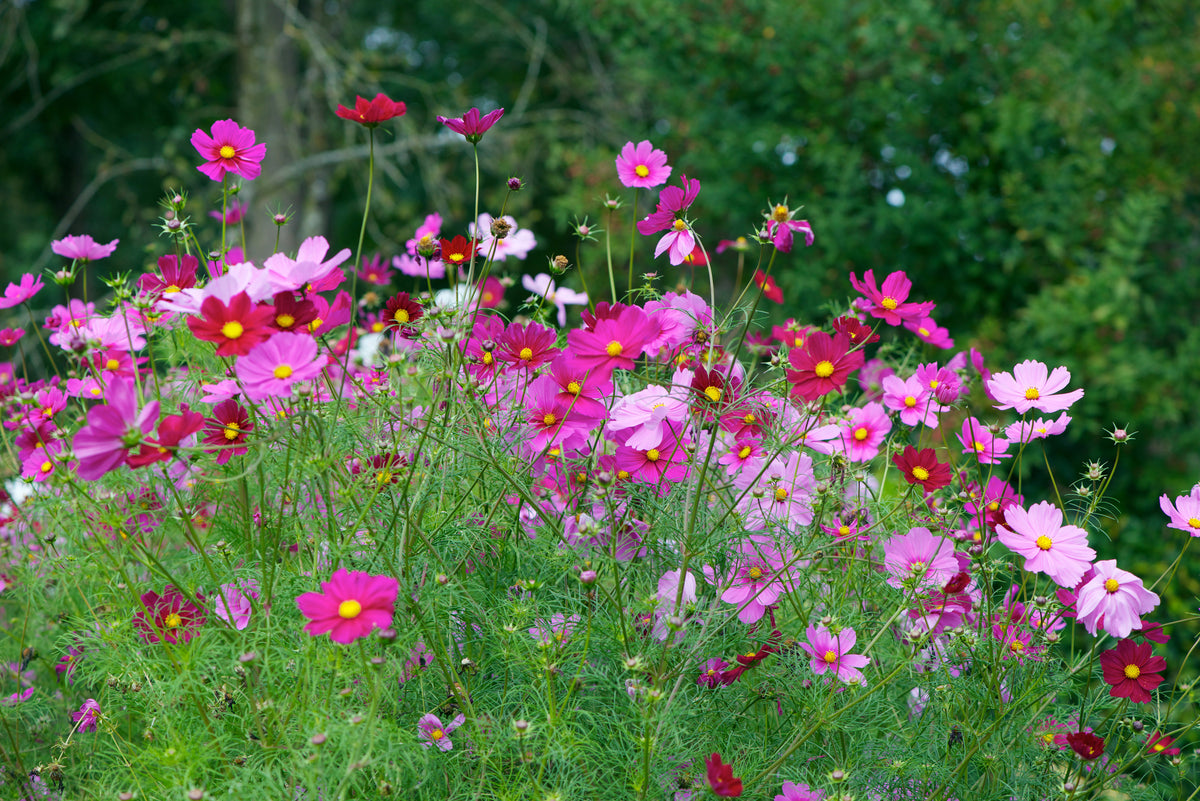 How to Grow Cosmos