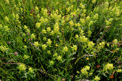 Wildflower Yellow Rattle - Rhinanthus Minor seeds