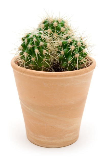 Cactus Crown Mix Seeds