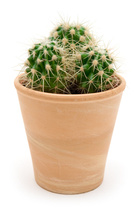 Cactus Crown Mix Seeds