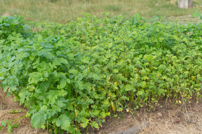 Green Manure White Mustard Seeds