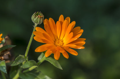Calendula Officinalis Nova Seeds – Pot Marigold