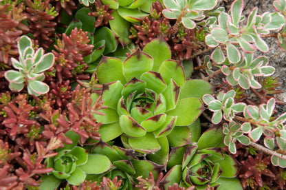 Sempervivum Mixed Seeds