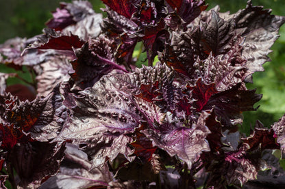 Perilla Shiso Red Seeds