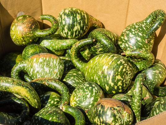Gourd Speckled Swan Seeds