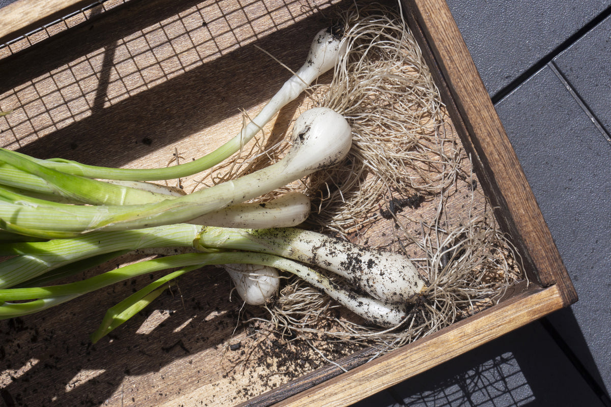 Spring Onion