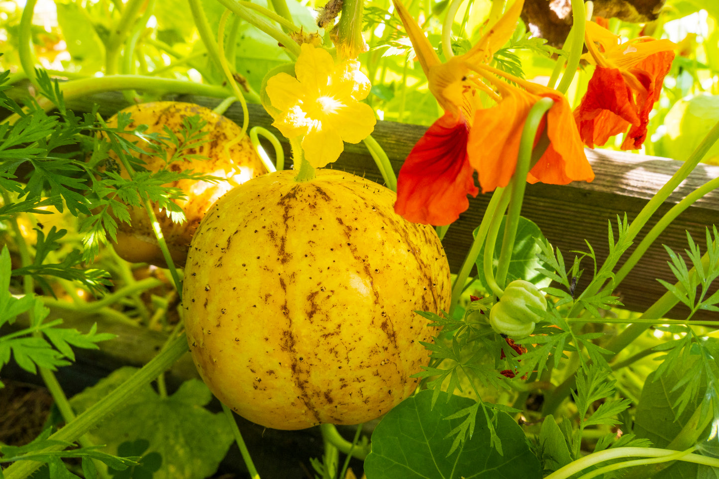 Cucumber Crystal Lemon Seeds