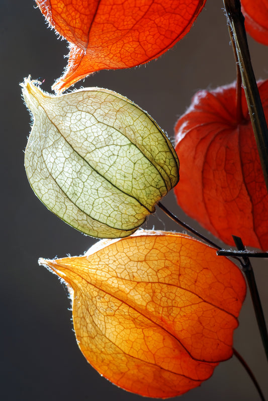 Cape Gooseberry Seeds - Physalis Edulis