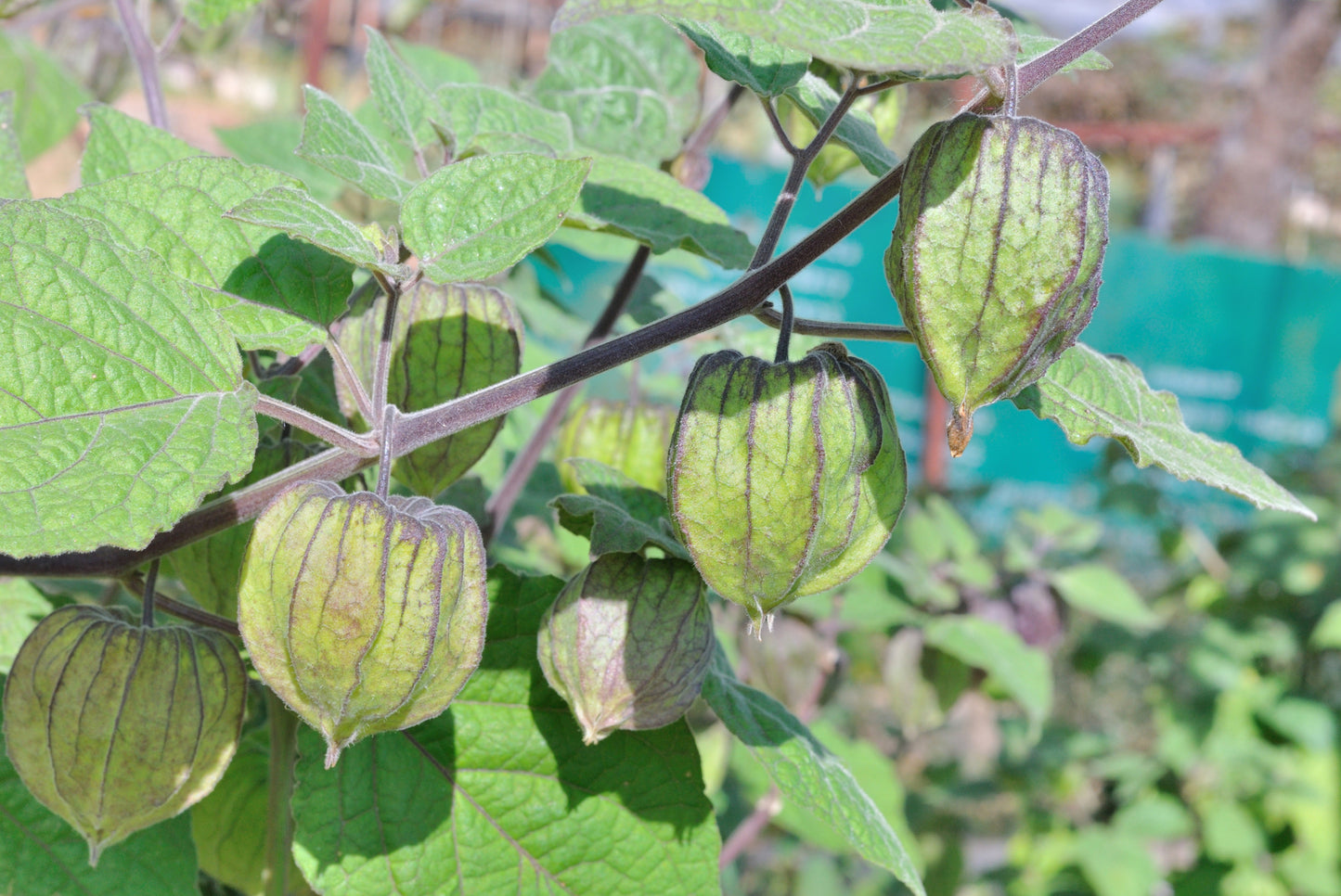 Cape Gooseberry Seeds - Physalis Edulis