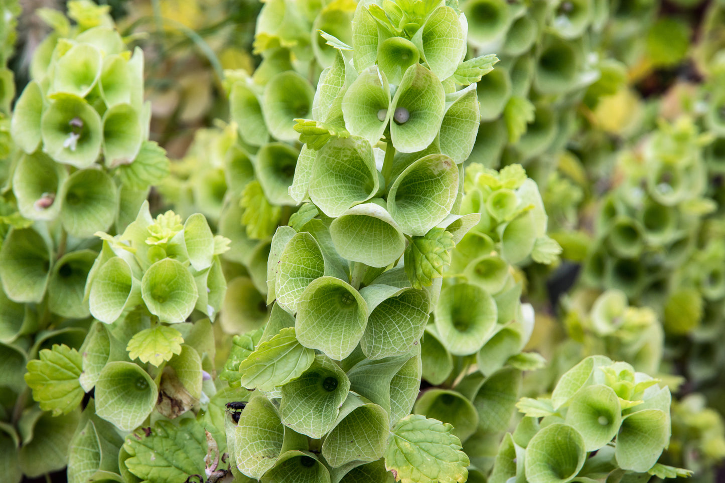 Moluccella Laevis Bells of Ireland Seeds