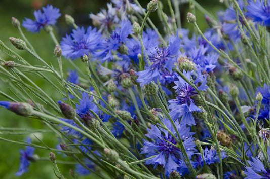 Cornflower Crown Double Strain Blue Seeds