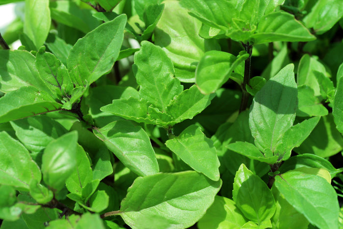 Basil Cinnamon Seeds