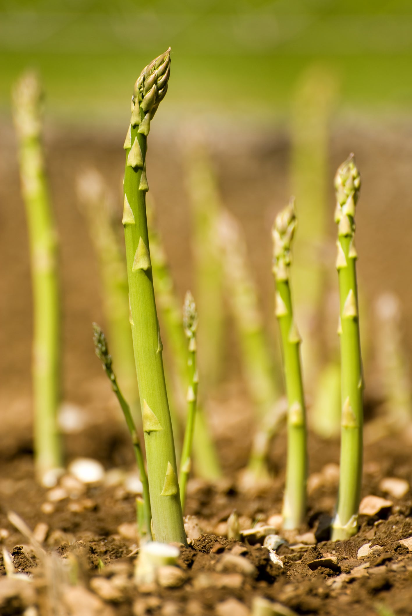 Asparagus – Ariane F1 Seeds | High-Yielding Slender Green Spears