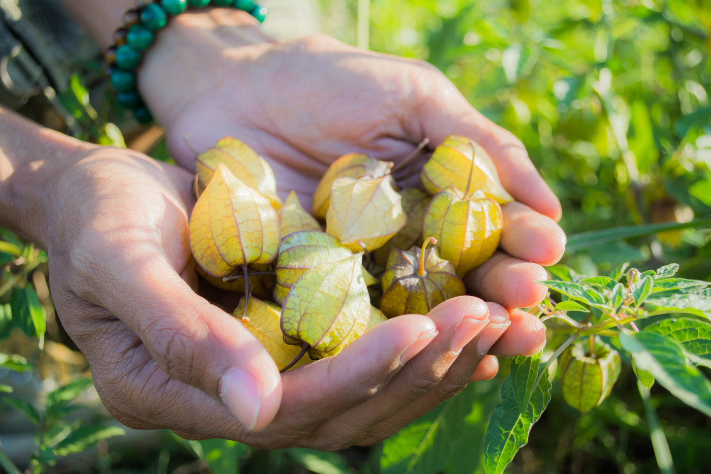 Cape Gooseberry Seeds - Physalis Edulis