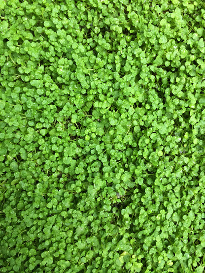Mentha requienii  Corsican Mint Seeds