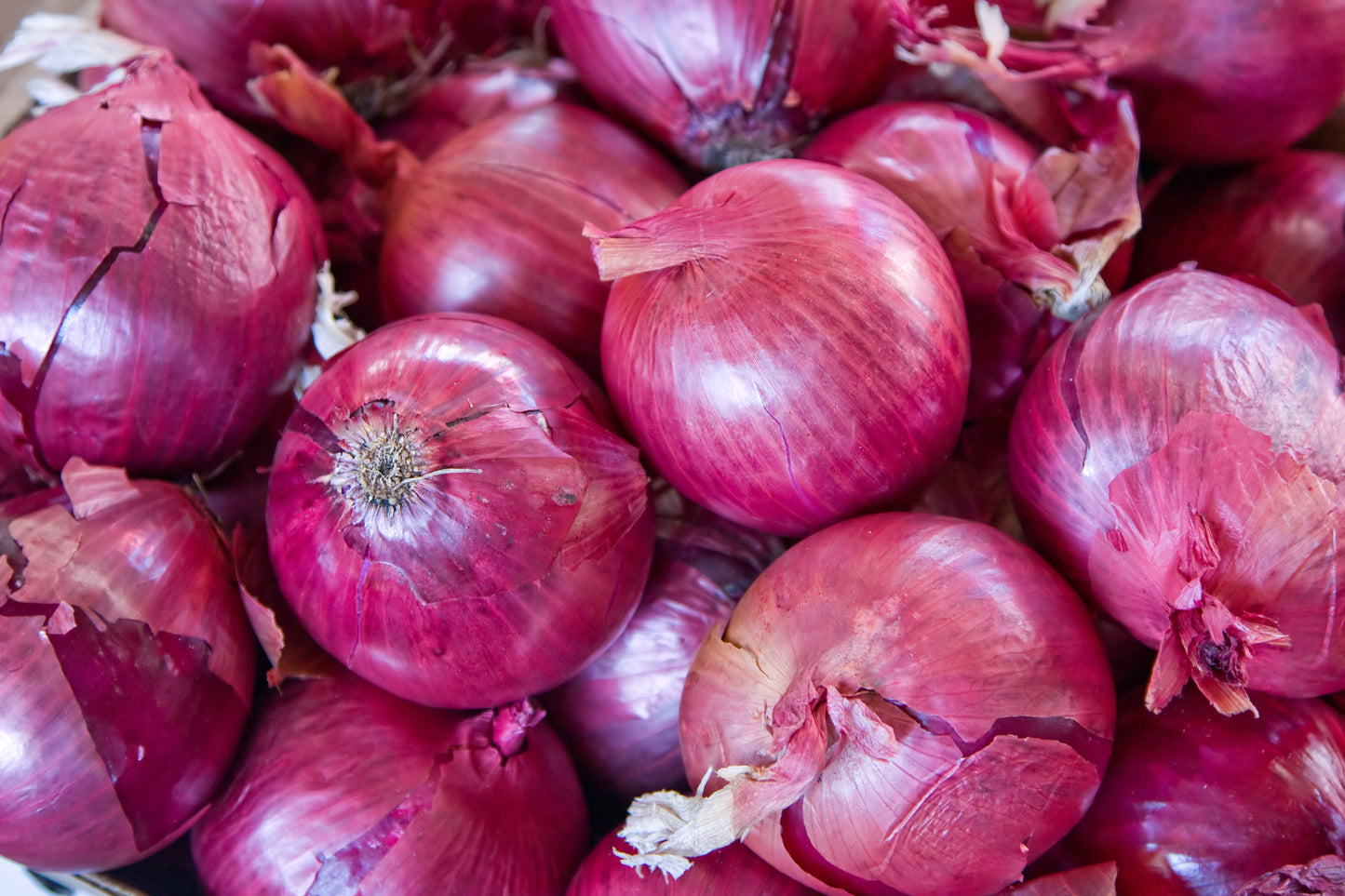 Autumn Onion Sets Red Winter